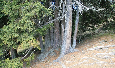 Seven-trunked Norway spruce